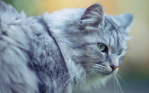 經(jīng)常讓貓咪誤會的幾個動作，寵主經(jīng)常做，卻不知這樣很傷