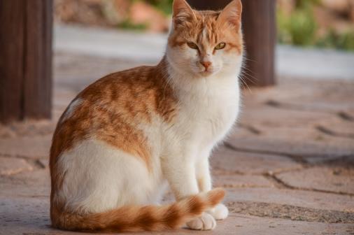 經(jīng)常讓貓咪誤會的幾個動作，寵主經(jīng)常做，卻不知這樣很傷