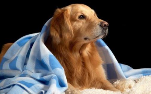 不同的狗狗品種,匹配不同的鏟屎官,性格相同才最合適