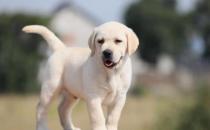 ?傷害狗狗身體的習(xí)慣揭秘 狗狗憋尿?qū)ι眢w傷害很大