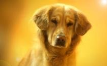 ?狗狗看上去奇怪的行為 其實(shí)是在表達(dá)對鏟屎官的愛