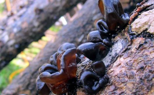 手足冰涼腎臟不好 關(guān)于腎臟的飲食調(diào)理