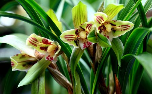 溫度高，蘭花“問題”多，葉子“干尖”怎么辦，這5點要做