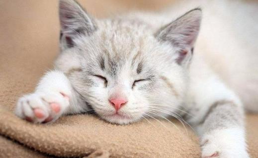 并不是睡得越多就越好 熬夜以后在白天補覺是否有用