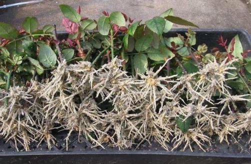 生根劑不用買,水里撒點它們,多蔫的枝條,插個根就能活