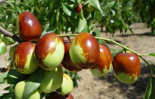 棗子的營養價值 食用棗子的禁忌