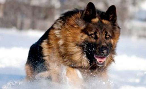   分享 更多   猛犬中的4種“假貨”，只是看著威武，實際上