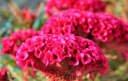 哪種花最好養(yǎng)?6種花,耐干旱、好養(yǎng)活,開(kāi)花還美艷