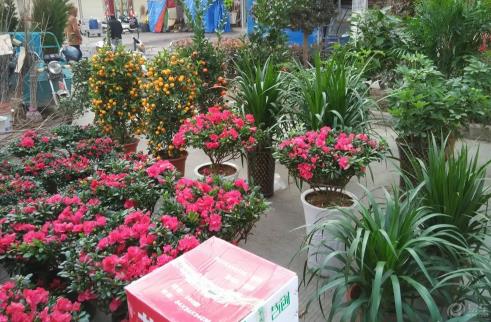 廚房用剩的菜不要扔,這么一弄做成肥料,好用極了!