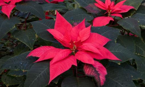 廚房用剩的菜不要扔,這么一弄做成肥料,好用極了!