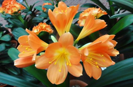 室內養“君子蘭”，七八月“講究”多，“4件事”堅決別做