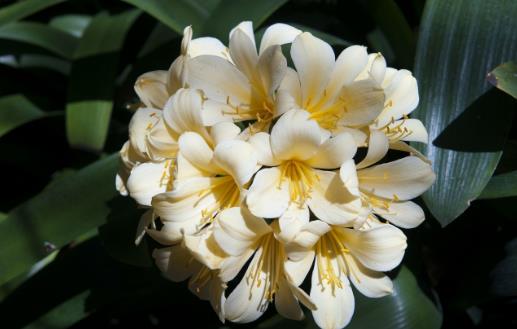 室內養“君子蘭”，七八月“講究”多，“4件事”堅決別做