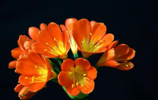 室內養“君子蘭”，七八月“講究”多，“4件事”堅決別做