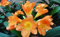 ?室內養君子蘭七八月講究多 養殖君子蘭注意事項