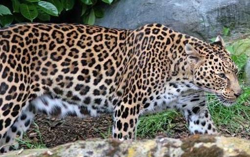 豹子的家族成員:原來豹子還分這么多類型