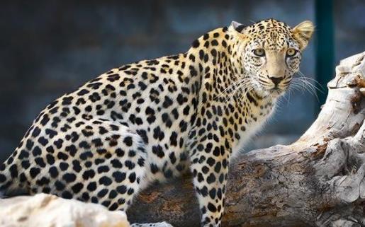 豹子的家族成員:原來豹子還分這么多類型