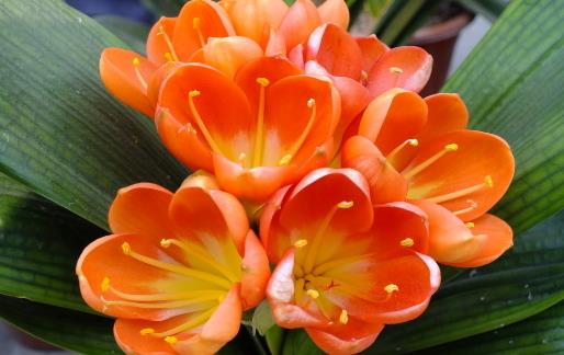 君子蘭養得好，9點“注意事項”，都做到不信養不好！