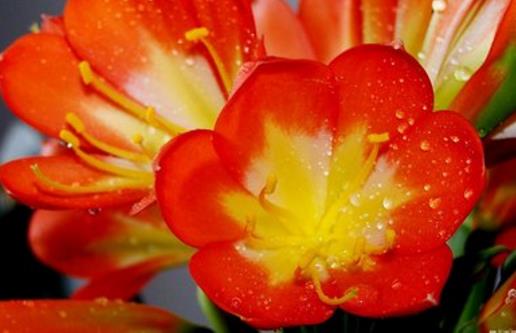 君子蘭養得好，9點“注意事項”，都做到不信養不好！