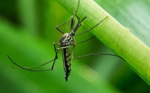 夏季如何幫寶寶遠離蚊蟲叮咬？教你8個方法，誰用誰受益