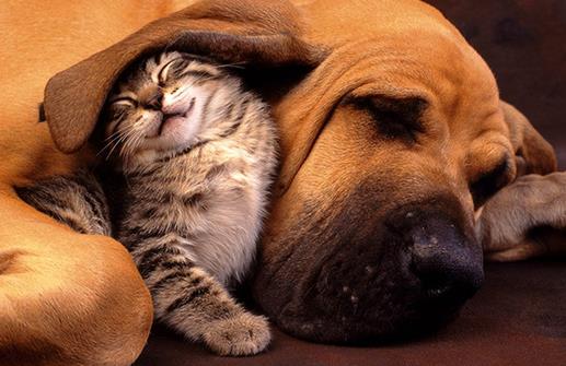 貓狗一起養(yǎng)的幾大好處，鏟屎官都懂，可就是花費(fèi)太大了！