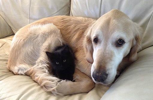 貓狗一起養(yǎng)的幾大好處，鏟屎官都懂，可就是花費(fèi)太大了！