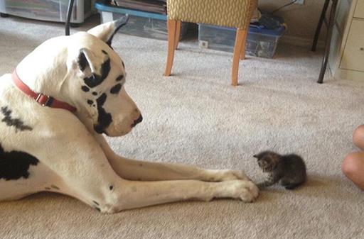 貓狗一起養(yǎng)的幾大好處，鏟屎官都懂，可就是花費(fèi)太大了！