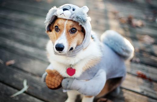 狗狗并不總是想喜歡被撫摸，在這三個場合，碰一下它都會發怒！