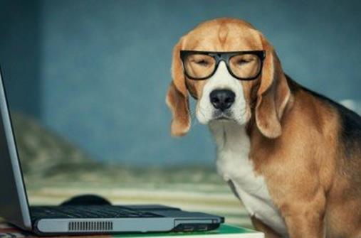 狗狗并不總是想喜歡被撫摸，在這三個場合，碰一下它都會發怒！