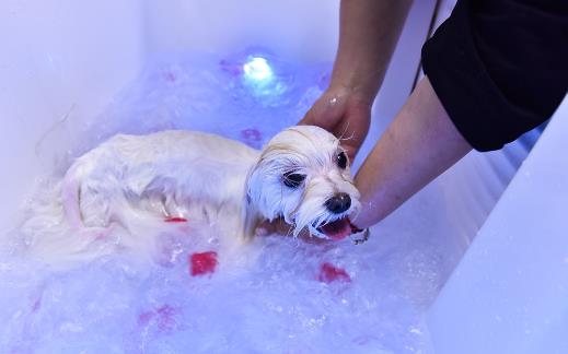 鏟屎官沒有留意到的小細節，讓狗狗倍感難受的同時，還容