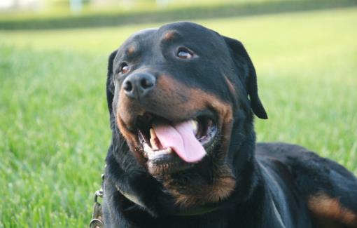 鏟屎官沒有留意到的小細節，讓狗狗倍感難受的同時，還容