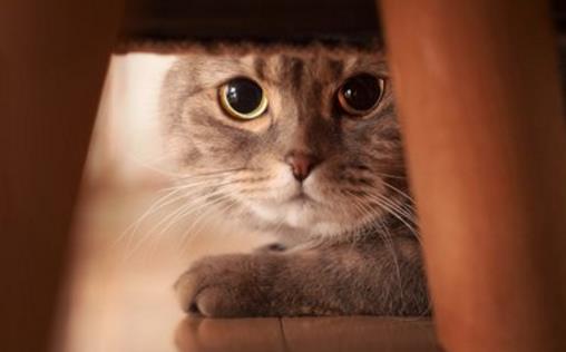 貓咪被嚇著以后,鏟屎官別坐視不管,有這4種安撫方式