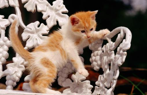 貓咪被嚇著以后,鏟屎官別坐視不管,有這4種安撫方式