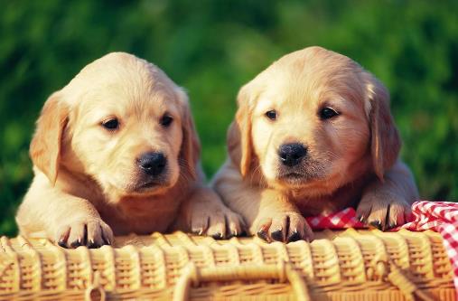 狗狗多大開始訓練？基礎訓練三個月開始