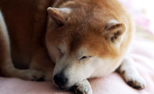 狗狗多大開始訓練？基礎訓練三個月開始