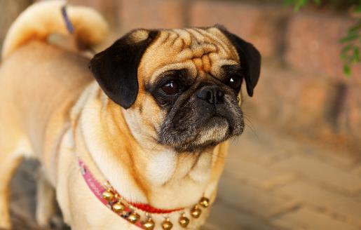 狗狗多大開始訓練？基礎訓練三個月開始