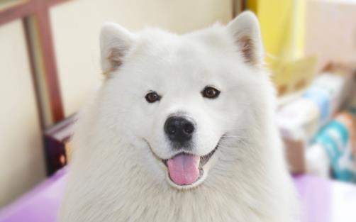 女生適合養的寵物狗推薦 幾個適合女性飼養的寵物狗