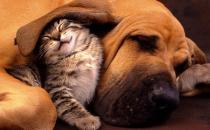 ?貓咪同狗狗一起養(yǎng)的注意事項(xiàng) 貓狗一起養(yǎng)的好處揭秘