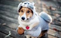 ?狗狗并不總是喜歡被撫摸 學(xué)會(huì)撫摸狗狗讓它更喜歡你