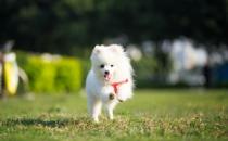 女生適合養(yǎng)的寵物狗推薦 幾個適合女性飼養(yǎng)的寵物狗