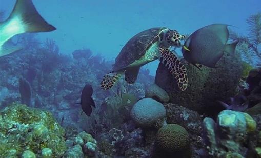 烏龜還有這樣幾個冷知識,你聽說過嗎