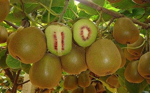 零食對健康有益 多對心腦血管有益的零食