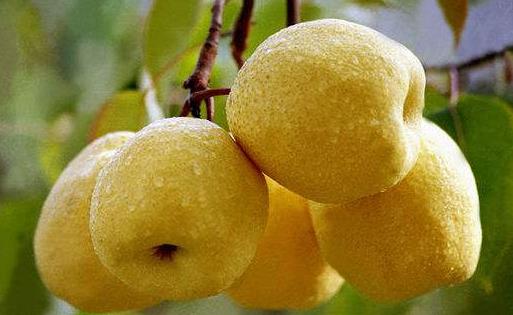 口臭對生理和心理有著雙重打擊 能緩解口臭的食物