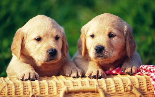 如何訓狗?訓練狗狗需要正確的方法和耐心