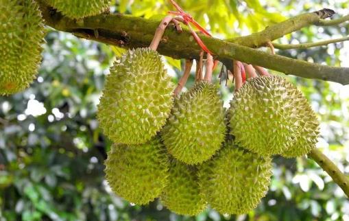 吃完榴梿,殼莫丟,有大妙用