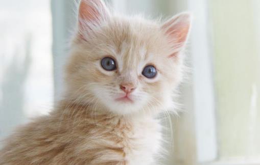 遛貓也需要遵守這些規則 牽繩和封閉活動空間 一個都不能少