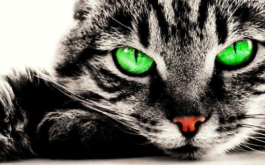 遛貓也需要遵守這些規則 牽繩和封閉活動空間 一個都不能少