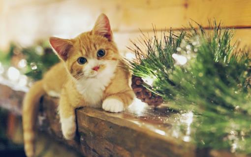 遛貓也需要遵守這些規則 牽繩和封閉活動空間 一個都不能少