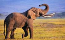 ?長鼻子的動(dòng)物新奇古怪 長鼻子有出人意料的新奇功能