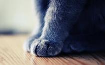 ?扒一扒貓爪的小秘密 殺機(jī)藏在肉墊里