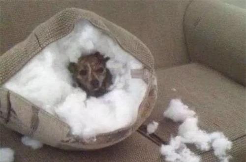 只有鏟屎官才了解的快樂 容易躺槍的養狗錯誤觀念